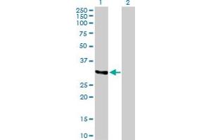 Western Blot analysis of TNFSF10 expression in transfected 293T cell line by TNFSF10 MaxPab polyclonal antibody. (TRAIL 抗体  (AA 1-300))