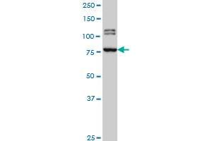 BRD3 monoclonal antibody (M01), clone 6E7 Western Blot analysis of BRD3 expression in Hela S3 NE . (BRD3 抗体  (AA 418-556))