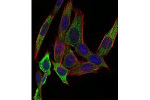 Immunofluorescence analysis of NIH/3T3 cells using PAPLN mouse mAb (green). (PAPLN 抗体  (AA 766-870))