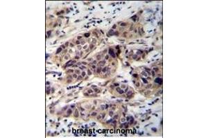 anti-DDB1 and CUL4 Associated Factor 8-Like 2 (DCAF8L2) (AA 112-140), (N-Term) antibody