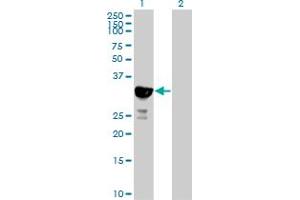 Western Blot analysis of HICE1 expression in transfected 293T cell line by HICE1 MaxPab polyclonal antibody. (NYS48/HAUS8 抗体  (AA 1-248))