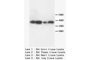 Image no. 2 for anti-Tumor Necrosis Factor, alpha-Induced Protein 1 (Endothelial) (TNFAIP1) (N-Term) antibody (ABIN1495136) (TNFAIP1 抗体  (N-Term))