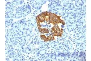 IHC testing of human pancreas stained with Insulin antibody (2D11-H5).