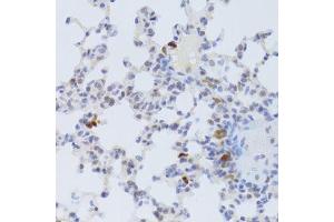 Immunohistochemistry of paraffin-embedded mouse lung using FCN1 Antibody. (FCN1 抗体  (AA 30-326))