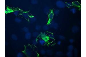 Image no. 1 for anti-B and T Lymphocyte Associated (BTLA) antibody (ABIN1496980) (BTLA 抗体)