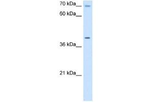 COX15 antibody used at 5 ug/ml to detect target protein. (COX15 抗体)