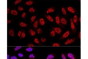 Confocal immunofluorescence analysis of U2OS cells using SF3A3 Polyclonal Antibody at dilution of 1:100. (SF3A3 抗体)