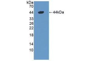 Western blot analysis of recombinant Mouse DEFa1. (alpha Defensin 1 抗体  (AA 20-93))