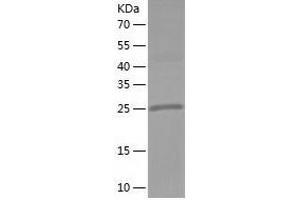 Western Blotting (WB) image for Methyltransferase Like 1 (METTL1) (AA 1-276) protein (His tag) (ABIN7123943) (METTL1 Protein (AA 1-276) (His tag))