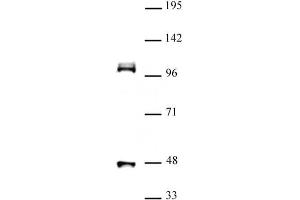CUL4B (pAb) tested by Western blot. (Cullin 4B 抗体  (N-Term))