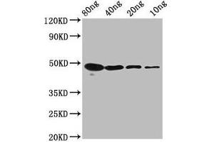 Western Blot Positive WB detected in Recombinant protein All lanes: mycn antibody at 2. (MYCN 抗体  (AA 1-93))