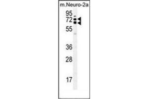 Western blot analysis of KLC2 Antibody (N-term) in mouse Neuro-2a cell line lysates (35ug/lane). (KLC2 抗体  (N-Term))