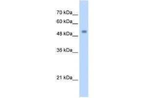 WB Suggested Anti-ZSCAN21 Antibody Titration:  1. (ZSCAN21 抗体  (C-Term))