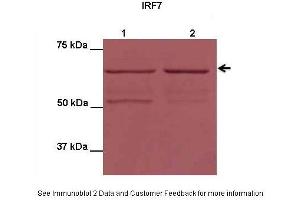 Application: Western blottingSpecies+tissue/cell type: HEK293T cellsHow many ug’s of tissue/cell lysate run on the gel: 10 ug IRF7 transfected HEK293T lysatePrimary antibody dilution: 1:1000Secondary antibody: Donkey Anti-rabbit APSecondary antibody dilution: 1:2000 IRF7 is supported by BioGPS gene expression data to be expressed in HEK293T (IRF7 抗体  (N-Term))