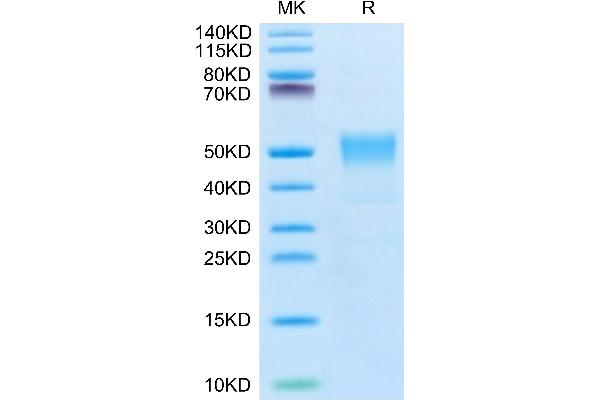 TACSTD2 Protein (AA 27-274) (His-Avi Tag,Biotin)