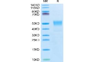 TACSTD2 Protein (AA 27-274) (His-Avi Tag,Biotin)