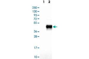 Western Blot analysis of Lane 1: negative control (vector only transfected HEK293T cell lysate) and Lane 2: over-expression lysate (co-expressed with a C-terminal myc-DDK tag in mammalian HEK293T cells) with JAM3 polyclonal antibody . (JAM3 抗体)