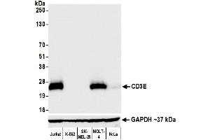 Western Blotting (WB) image for anti-CD3 epsilon (CD3E) (AA 157-207) antibody (ABIN7454035) (Recombinant CD3 epsilon 抗体  (AA 157-207))