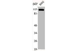 Western Blot analysis of K562 cells using Eg5 Polyclonal Antibody (KIF11 抗体)
