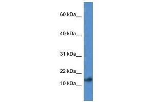 Western Blot showing Psenen antibody used at a concentration of 1. (PEN2 抗体  (N-Term))