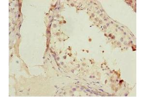 Immunohistochemistry of paraffin-embedded human testis tissue using ABIN7153074 at dilution of 1:100 (FOXN2 抗体  (AA 172-431))