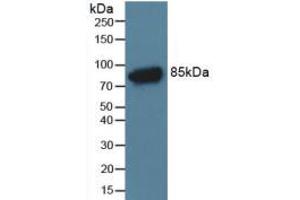 Western blot analysis of Rat Serum Tissue. (C4A 抗体  (AA 678-761))