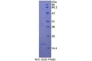 SDS-PAGE (SDS) image for Transforming Growth Factor, beta 1 (TGFB1) (AA 279-390) protein (His tag) (ABIN1081008) (TGFB1 Protein (AA 279-390) (His tag))