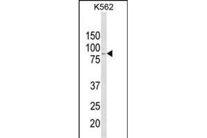 Western blot analysis of ALDH18A1 Antibody (Center) (ABIN652885 and ABIN2842572) in K562 cell line lysates (35 μg/lane). (P5CS 抗体  (AA 176-205))