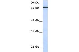 WB Suggested Anti-TCF7L1 Antibody Titration: 0. (TCF7L1 抗体  (N-Term))