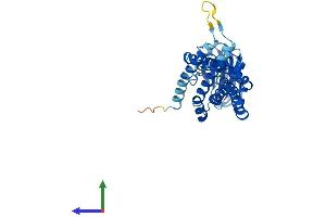 Protein Structure (PS) image for Protein tyrosine Phosphatase-Like A Domain Containing 1 (PTPLAD1) (AA 1-362) protein (His tag) (ABIN7564632)