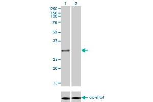 Western Blotting (WB) image for anti-Proteasome Subunit alpha Type 1 (PSMA1) (AA 1-263) antibody (ABIN562469)