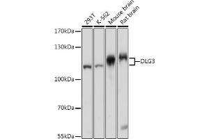 Western blot analysis of extracts of various cell lines, using DLG3 pAb (ABIN7266794) at 1:1000 dilution. (DLG3 抗体  (AA 464-817))