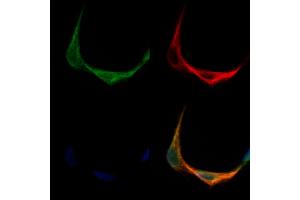 ABIN7093798 and ABIN7097841 staining Hela cells by IF/ICC. (TMEM158 抗体  (Internal Region))