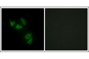 Immunofluorescence analysis of HepG2 cells, using MUC13 Antibody. (MUC13 抗体  (C-Term))