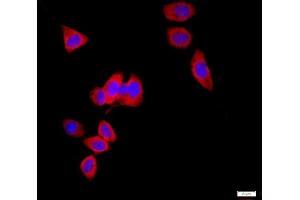 HeLa cells were stained with AQP1 Polyclonal Antibody, Unconjugated at 1:500 in PBS and incubated for two hours at 37°C followed by Goat Anti-Rabbit IgG (H+L) Cy3 conjugated secondary antibody. (Aquaporin 1 抗体  (AA 181-269))
