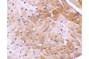 Immunohistochemistry of CIDE-A in mouse heart tissue with CIDE-A antibody at 5 μg/ml. (CIDEA 抗体  (C-Term))
