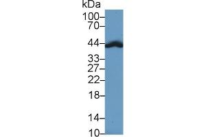 Western Blotting (WB) image for anti-Haptoglobin (HP) (AA 118-281) antibody (ABIN7429064)