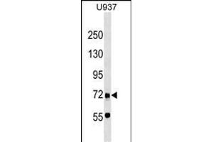DMTF1 Antibody (C-term) (ABIN1537490 and ABIN2849242) western blot analysis in  cell line lysates (35 μg/lane). (DMP1 抗体  (C-Term))