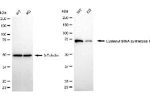 Western blotting analysis using cysteinyl-tRNA synthetase 1 antibody (ABIN7800919). (Recombinant Cysteinyl-TRNA Synthetase 1 抗体)