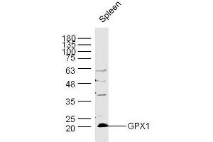 Mouse spleen lysates probed with Rabbit Anti-GPX1 Polyclonal Antibody, Unconjugated  at 1:300 overnight at 4˚C. (Glutathione Peroxidase 1 抗体  (AA 51-150))