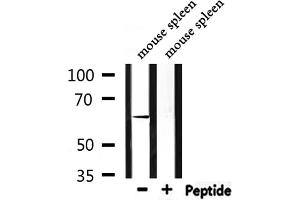 Western blot analysis of extracts from mouse spleen, using CaMKIIbeta/gamma Antibody. (CaMK2 beta/gamma 抗体)