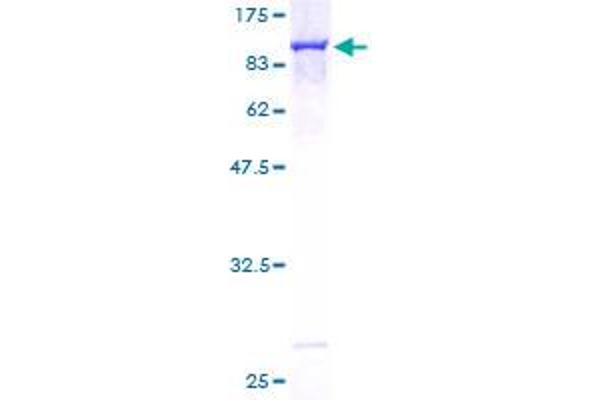 OPTN Protein (AA 1-577) (GST tag)