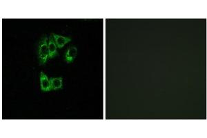 Immunofluorescence analysis of A549 cells, using GIMAP2 antibody. (GIMAP2 抗体  (Internal Region))