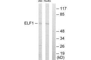 Western Blotting (WB) image for anti-E74-Like Factor 1 (Ets Domain Transcription Factor) (ELF1) (C-Term) antibody (ABIN1849319) (ELF1 抗体  (C-Term))
