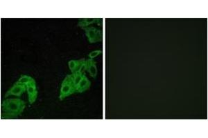 Immunofluorescence (IF) image for anti-Olfactory Receptor, Family 4, Subfamily C, Member 3 (OR4C3) (AA 196-245) antibody (ABIN2891000) (OR4C3 抗体  (AA 196-245))