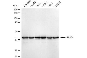 Western blotting analysis using PA2G4 antibody (ABIN7799917). (Recombinant PA2G4 抗体)