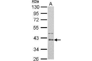 ARG2 antibody  (Center)