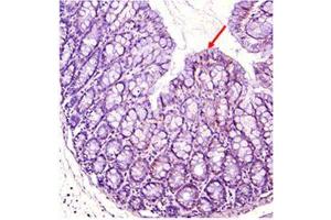 Immunohistochemical staining of mouse gut using anti-IDO (mouse), pAb . (IDO1 抗体)