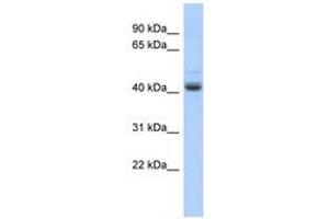 Image no. 1 for anti-PBX/knotted 1 Homeobox 1 (PKNOX1) (AA 215-264) antibody (ABIN6740367) (PKNOX1 抗体  (AA 215-264))