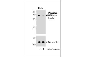 Western blot analysis of lysates from Hela cell line, untreated or treated with Alkaline phosphatase, 1 hours, using 458828101 (ABIN6243696 and ABIN6578910) (upper) or Beta-actin (lower). (HSP70 1A 抗体  (pTyr41))